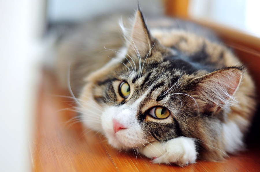 猫の耳毛は切っても大丈夫？カットする時の注意点
