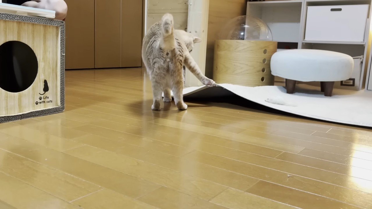 爪が引っかかって