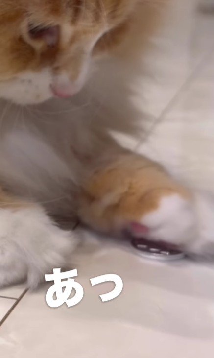 コインに手をのせる猫