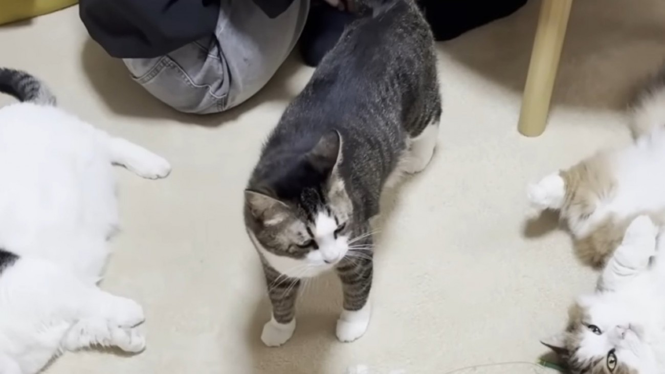 猫が立ち上がった瞬間