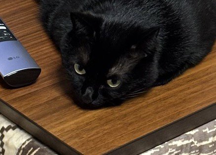 こたつの上で寝そべる猫の顔