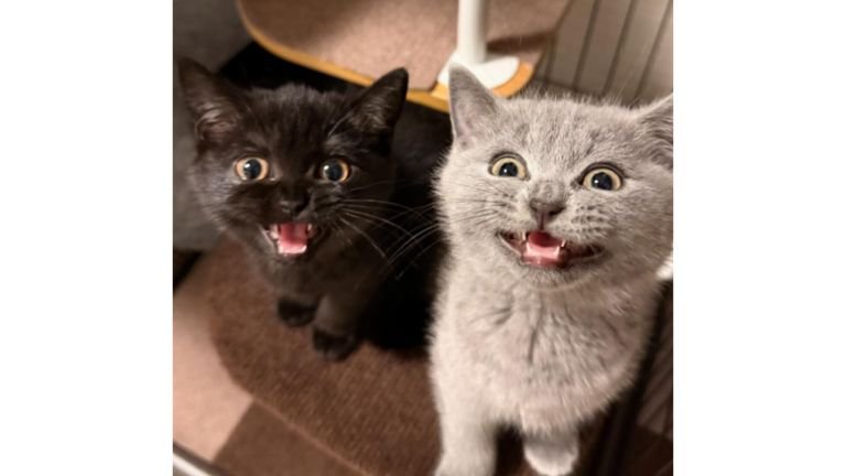 ケージにいる猫