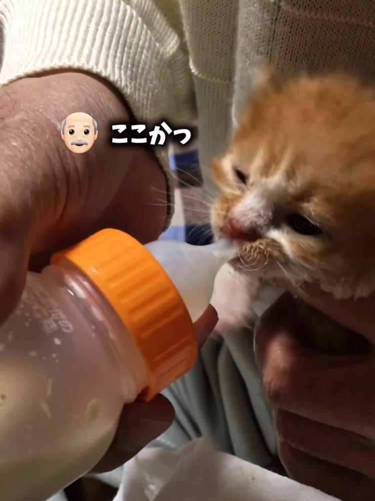 哺乳瓶でミルクを飲む子猫