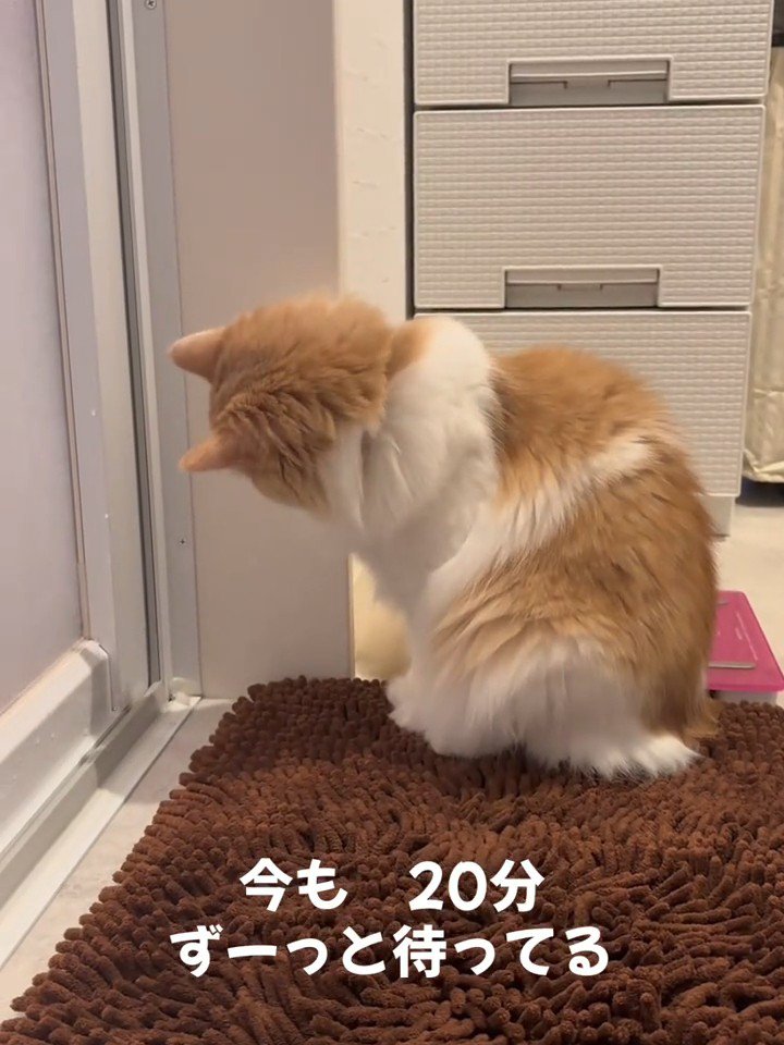 下を向く猫