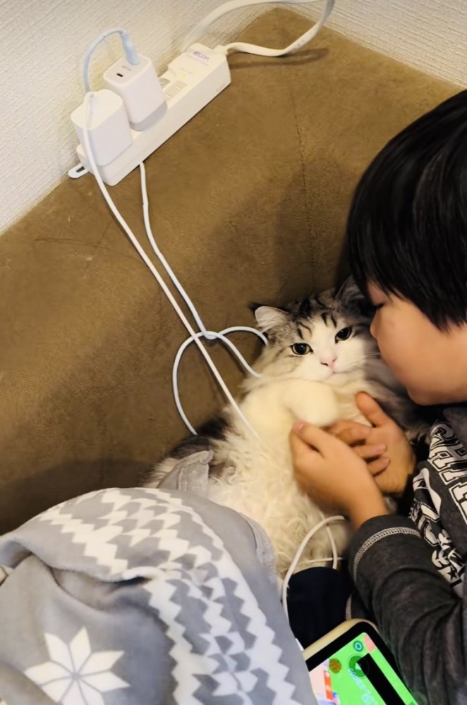 お兄ちゃんに謝られるマンチカン