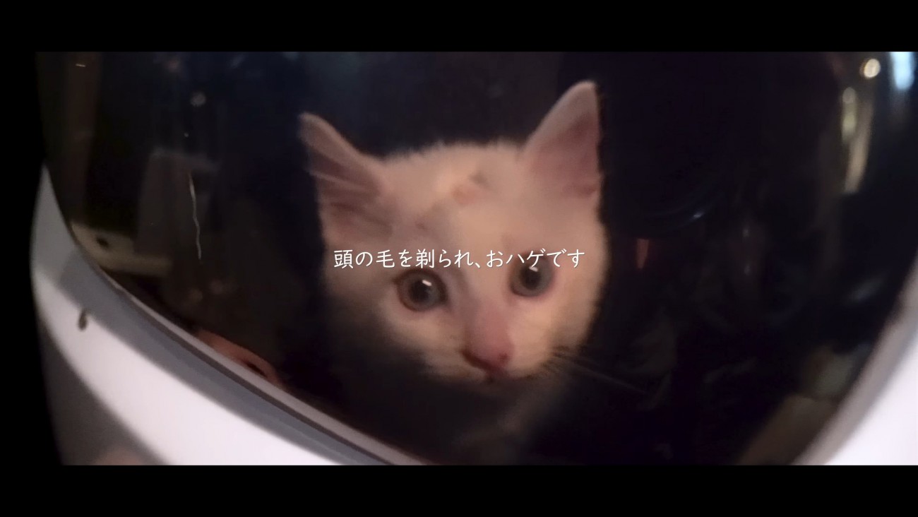 キャリーの中の子猫