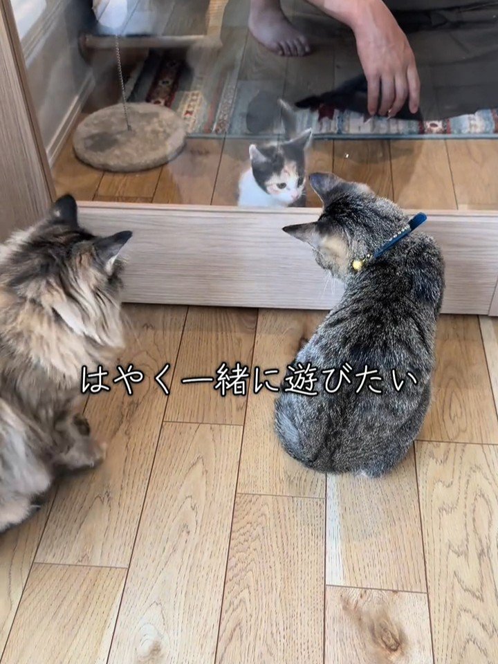 2匹の猫とガラスの向こうの子猫
