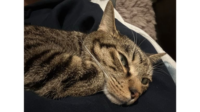 くつろいでいる猫