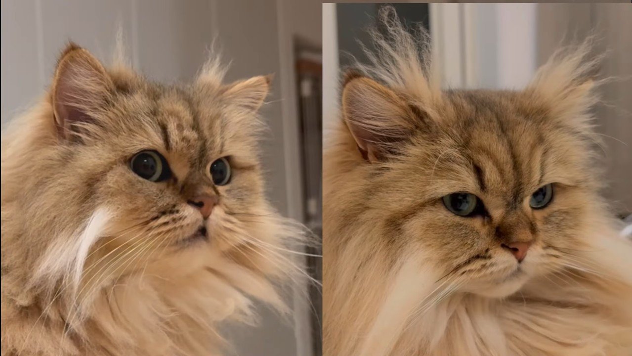 リソラちゃん✕2