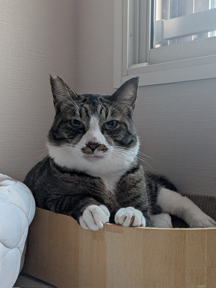 爪とぎベッドから視線を送るキジ白猫2