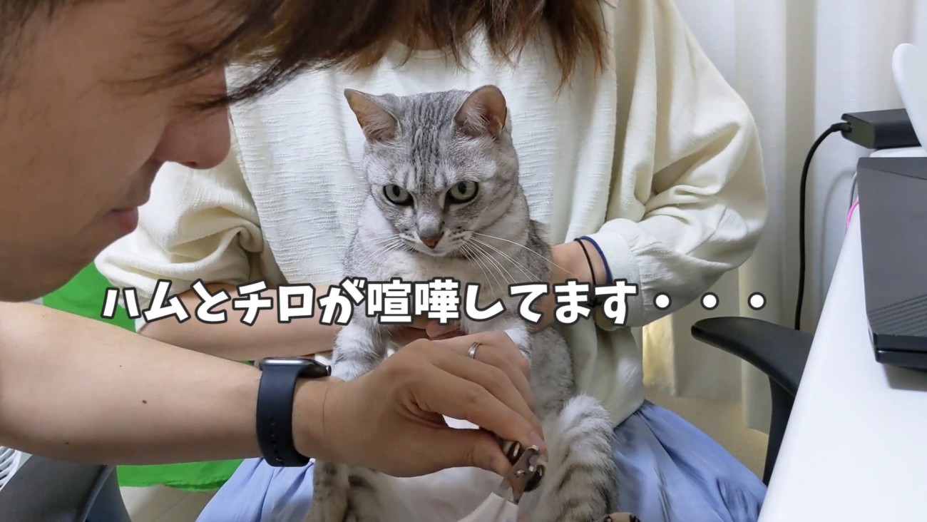 前を見ている猫