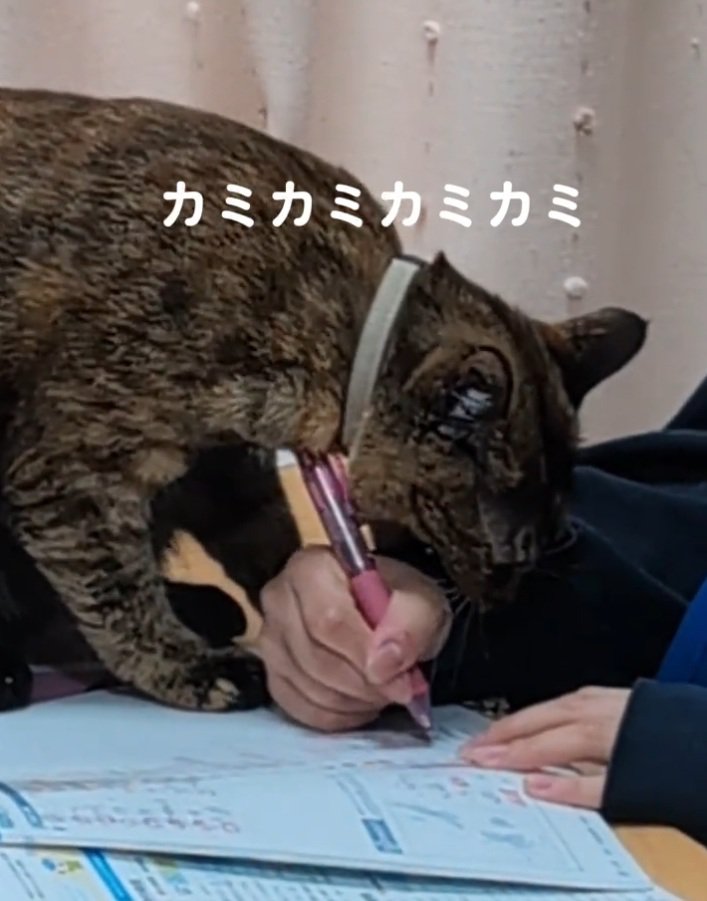 服を噛む猫