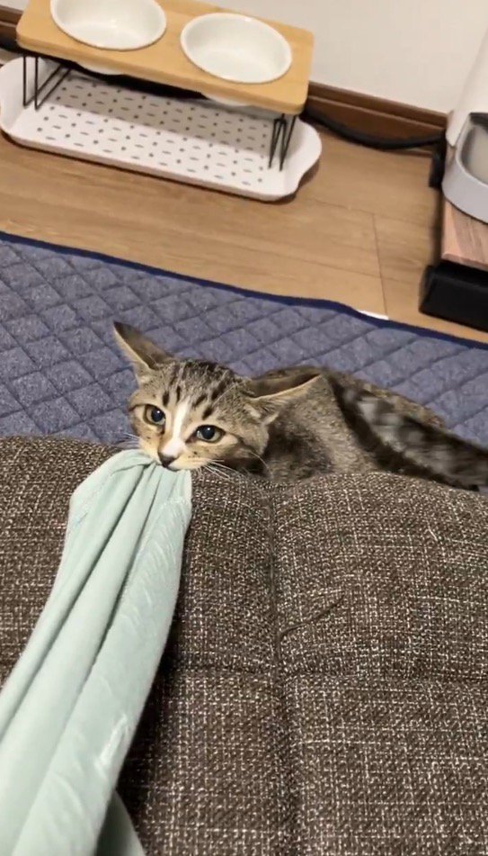 服を咥えながらしっぽを振る猫