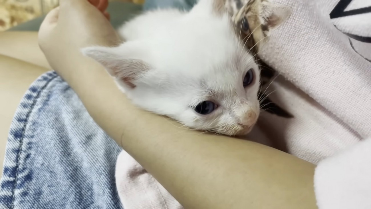 抱っこされる子猫