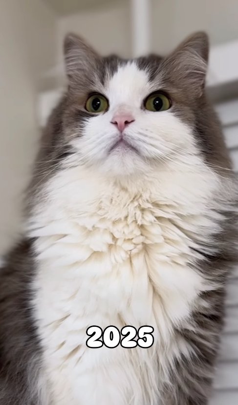 画面向かってやや左側を見つめる猫の上半身アップ