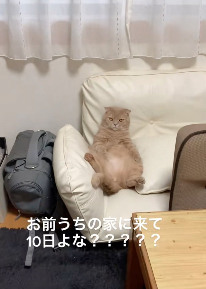 ソファの背もたれに寄りかかる猫