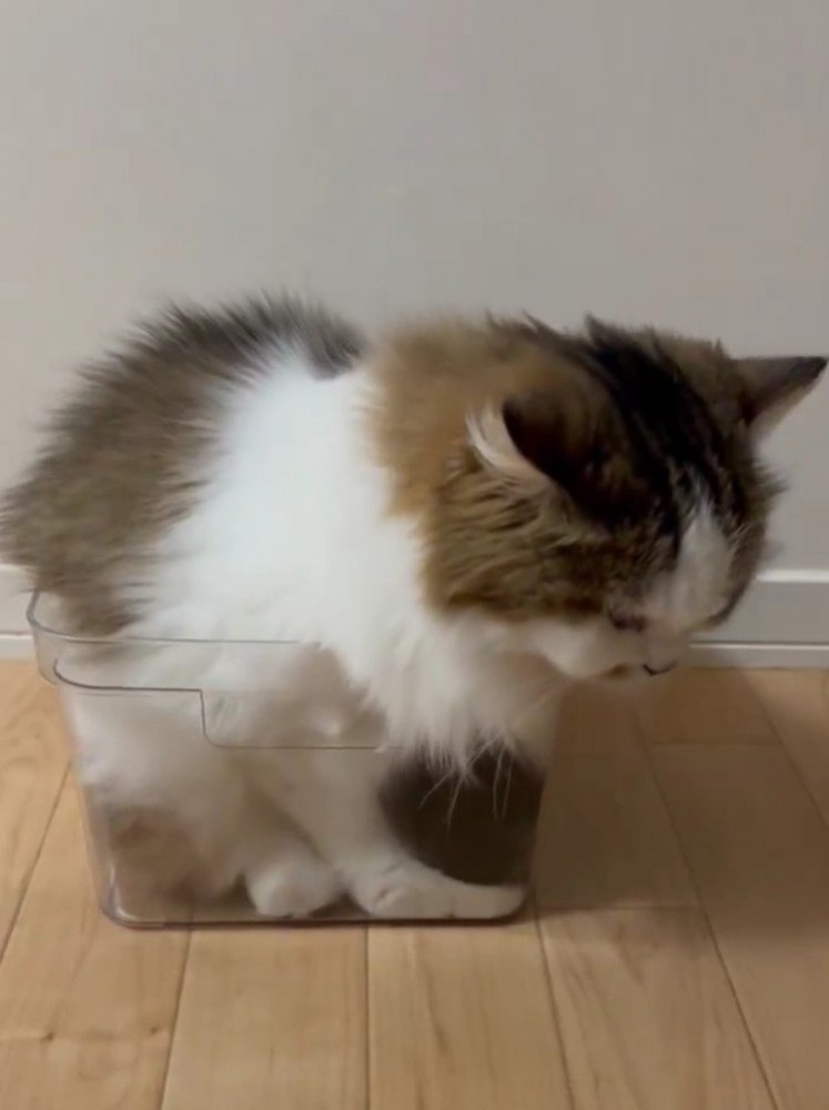 ケースに入る猫