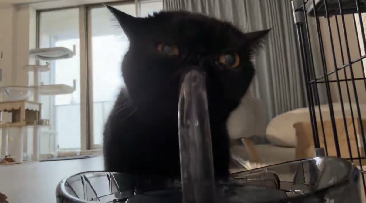 おいしそうに水を飲む黒猫