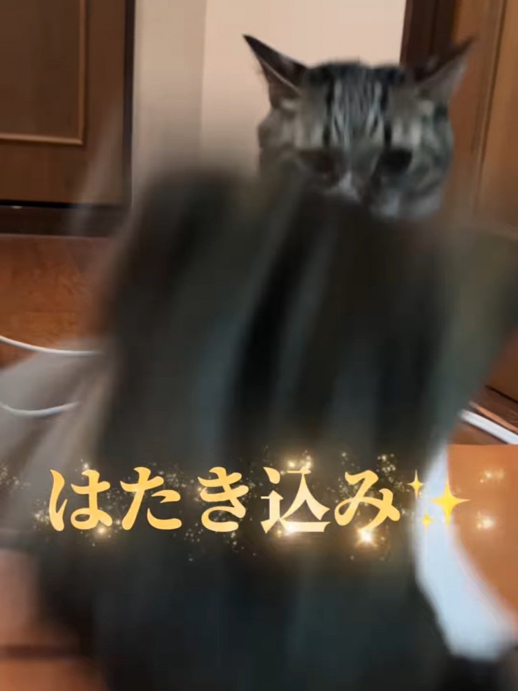 飛ばされる子猫