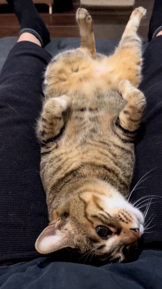 飼い主の足の間に入ってくつろぐ猫