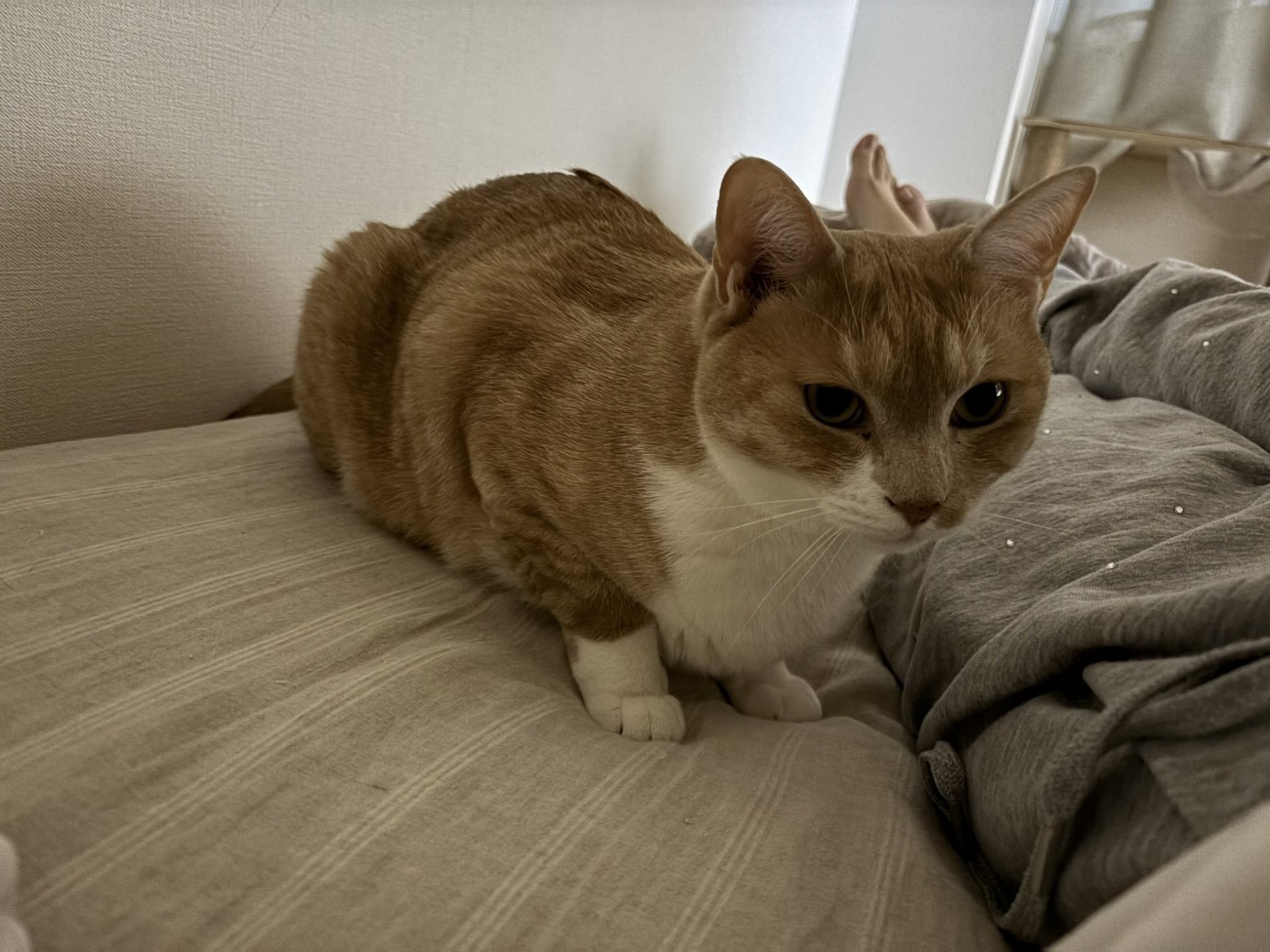 飼い主に寄り添う茶白猫