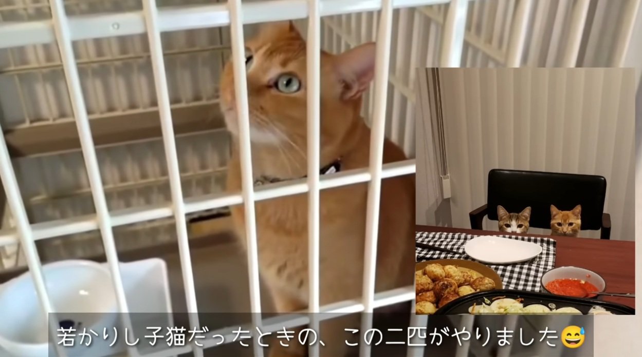 かじった犯人の子猫の写真とケージの中の茶トラ