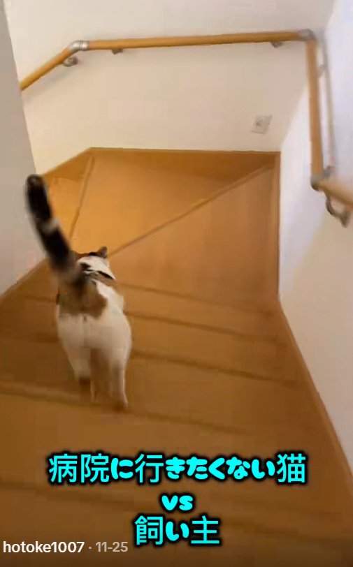 家の階段をかけおりるミケ猫