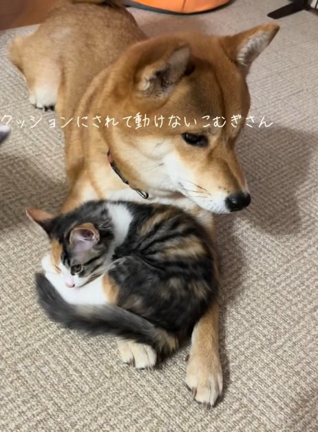 柴犬の腕の上に乗っている子猫
