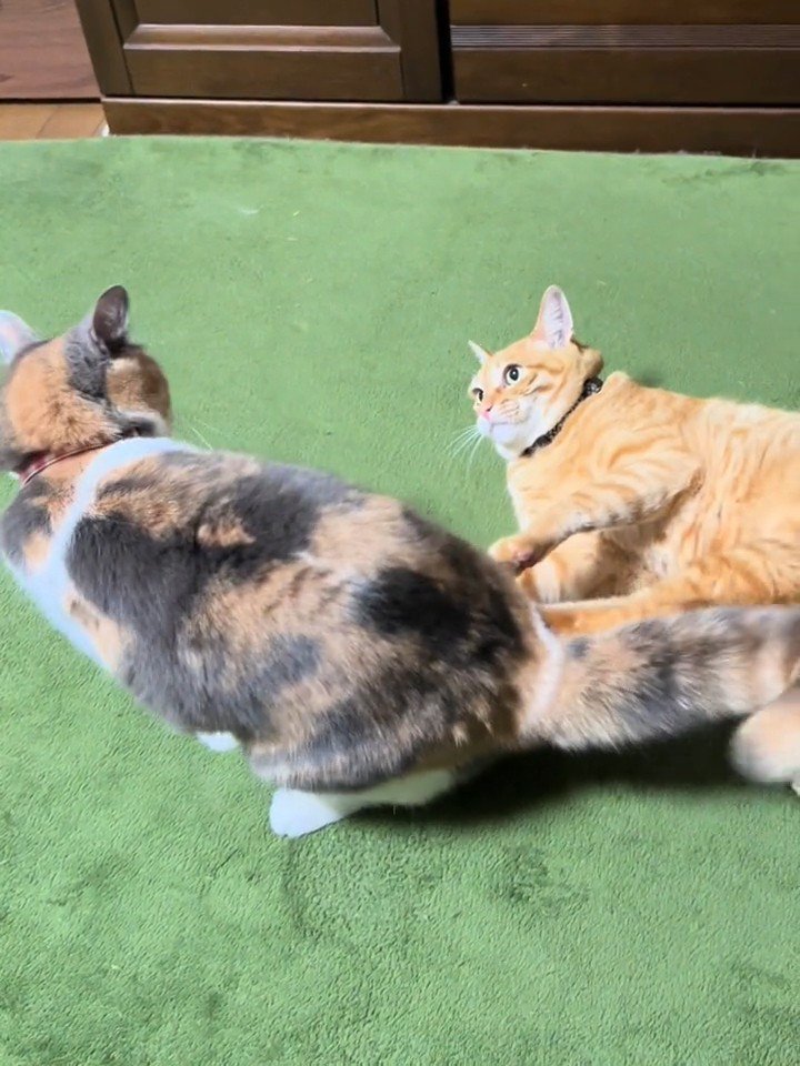 みつめあう2匹の猫