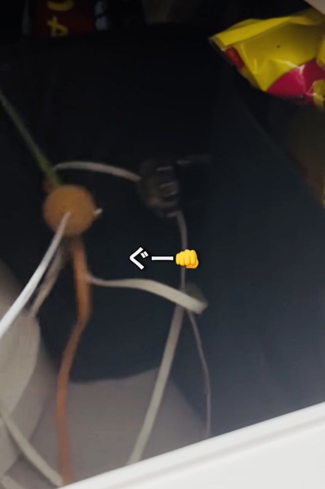 ママの動かすおもちゃで遊ぶキジトラ猫