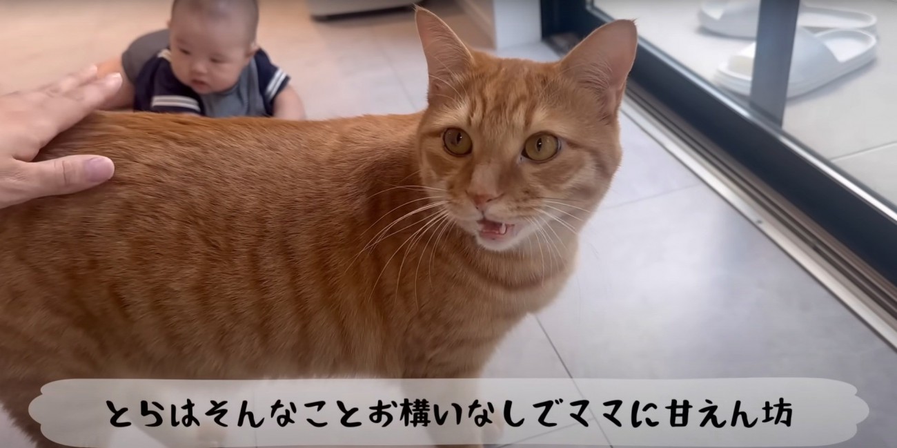 催促する猫
