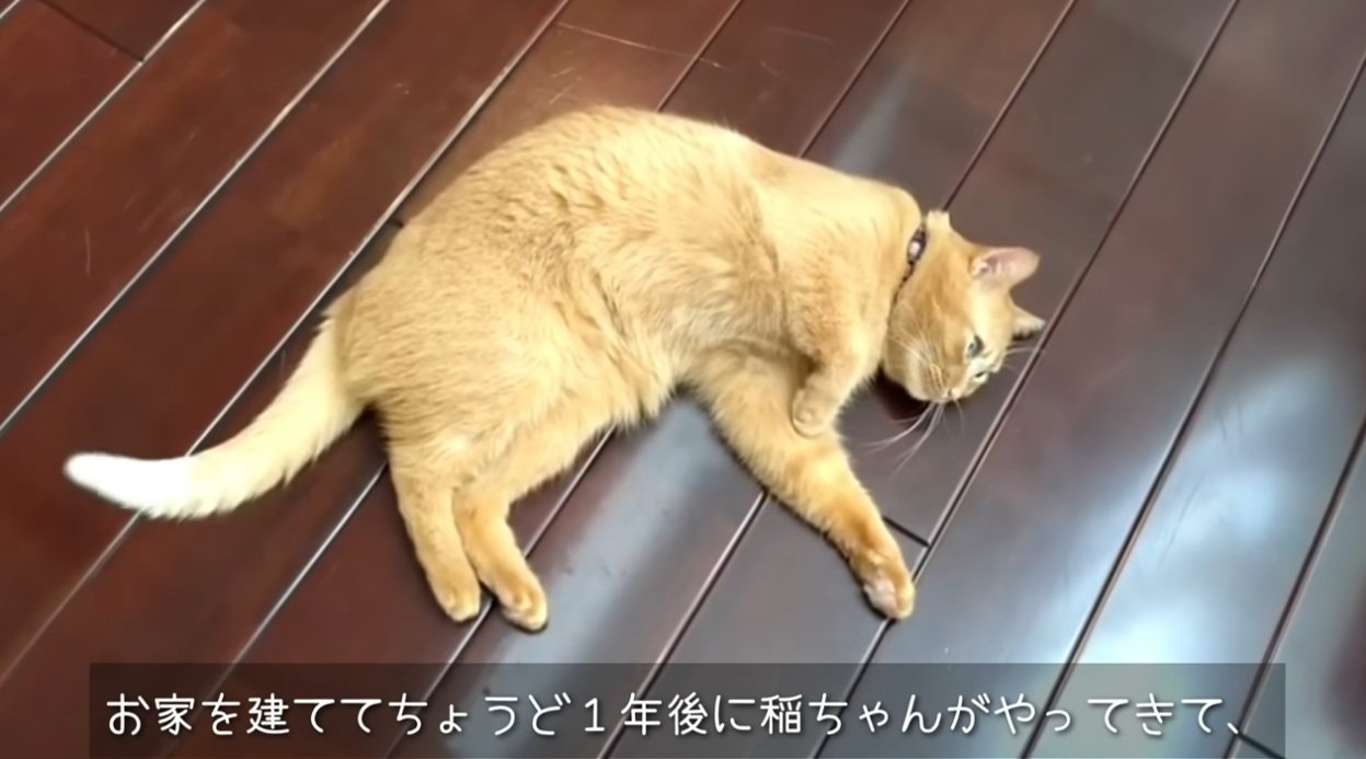床に寝転がっている猫