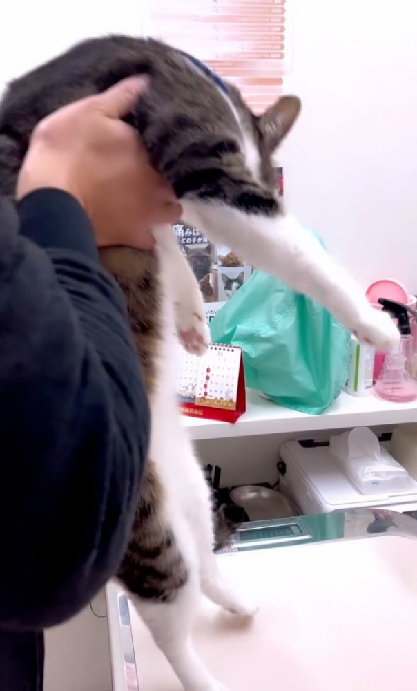 診察台に乗る猫