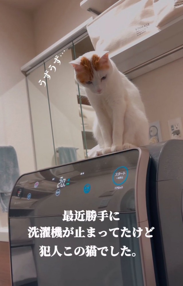 洗濯機に乗る猫