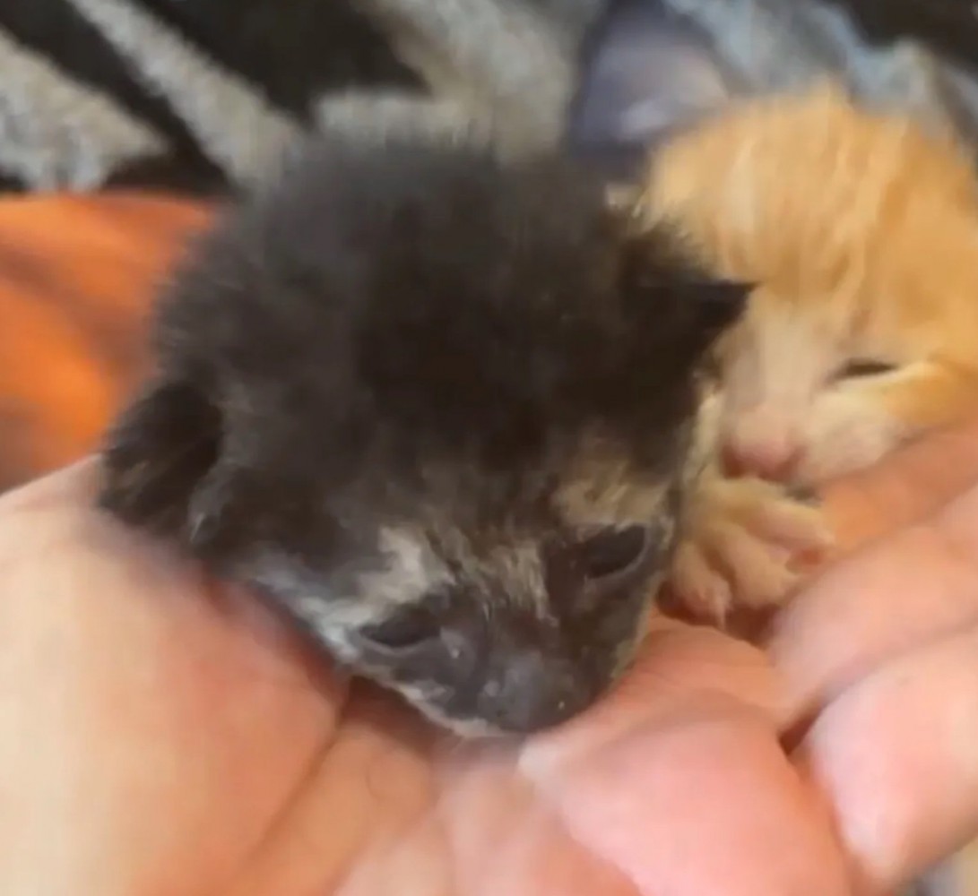 赤ちゃん猫