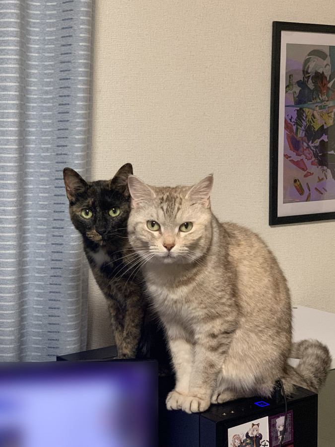 モニターの前に座るサビ猫とシルバータビーの猫