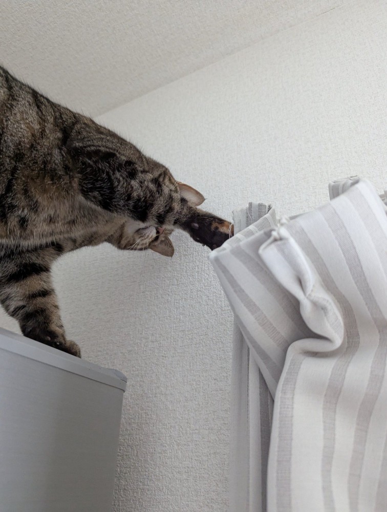 カーテンレールに前足を伸ばす猫