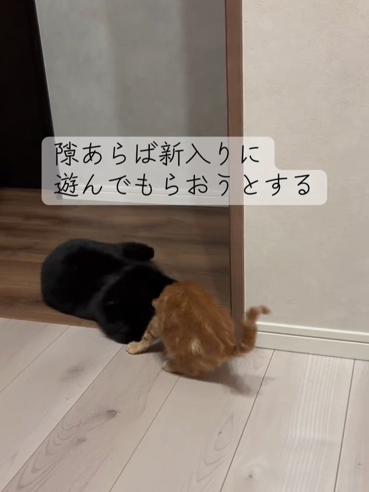 じゃれる黒猫と茶トラ猫