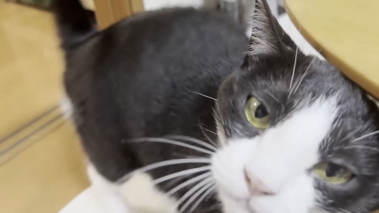 見上げる猫の写真