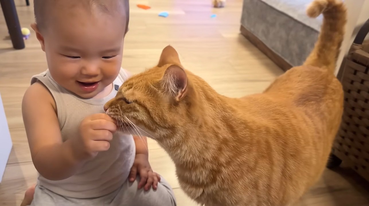 猫におやつをあげる赤ちゃん