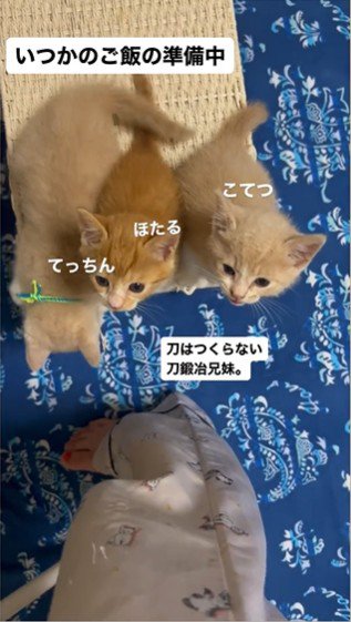 人の足元で鳴いている3匹の子猫