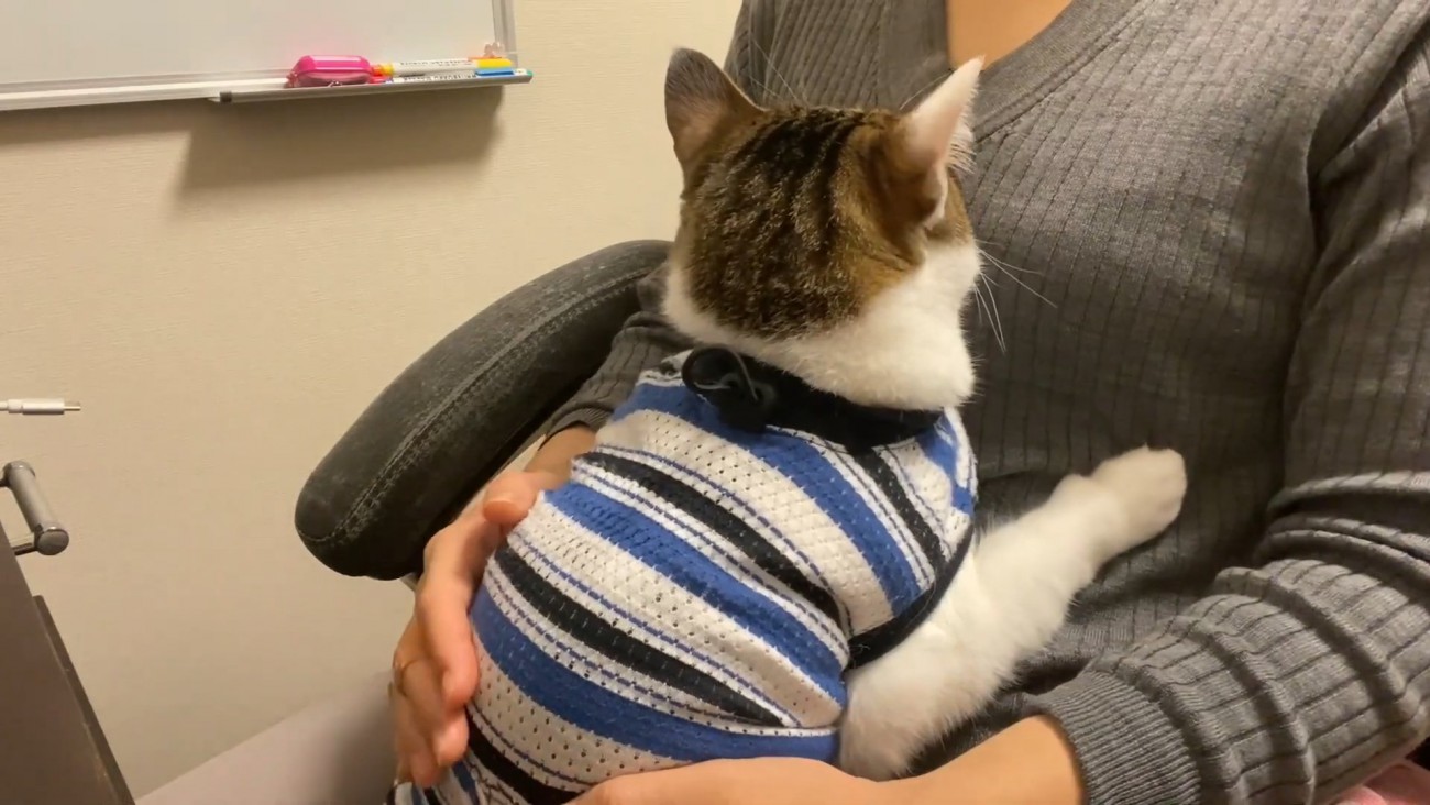 人のひざの上に乗る猫の背中