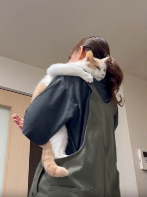 抱っこされトントンされる猫