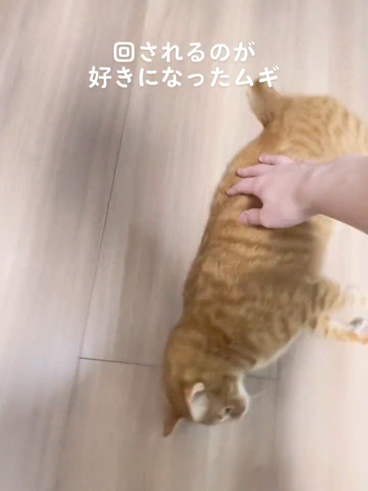横になる猫