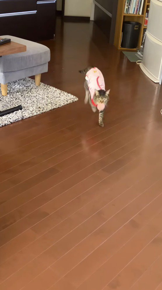 ボールを咥えて、飼い主のところへ戻る猫