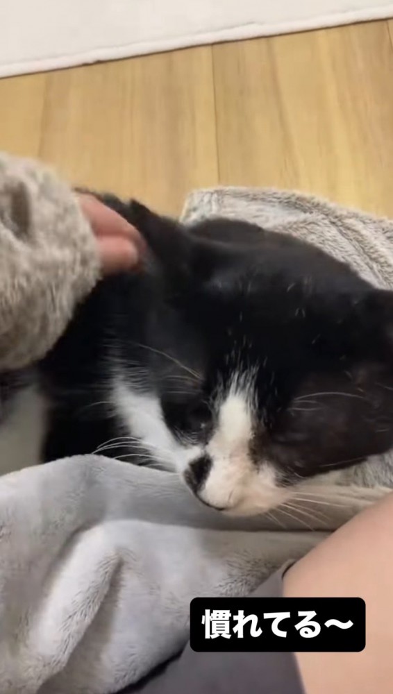 里親に撫でられる猫