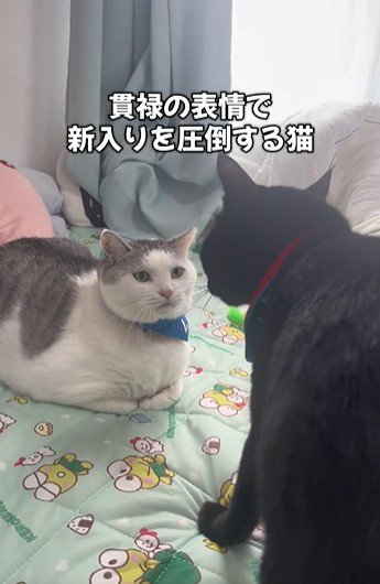 向かい合っている2匹の猫