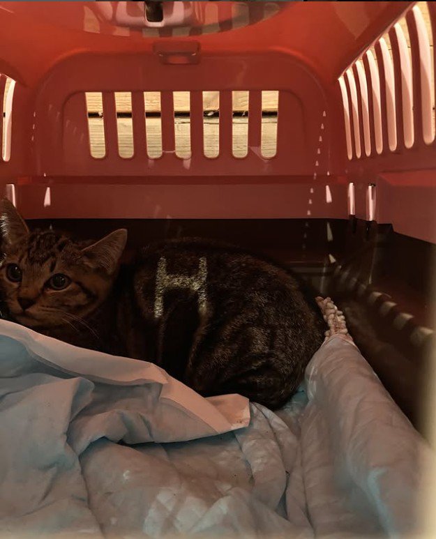 キャリーバッグの中にいる子猫