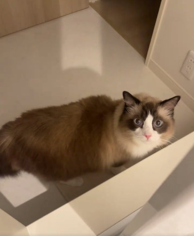 洗面所にいるカメラ目線の猫