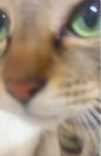 布団の上で鳴いている猫